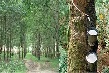 Giá cao su kỳ hạn tại Tokyo ngày 22/6 tăng cao do giá dầu tăng 